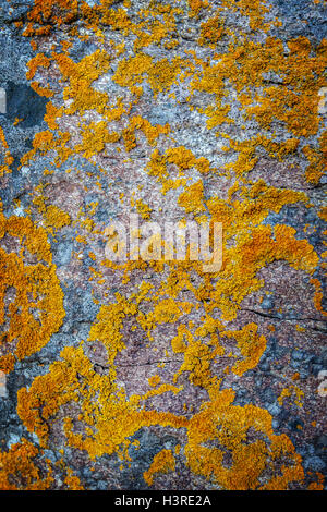 Hintergrund orange Anophyte auf Stein Stockfoto