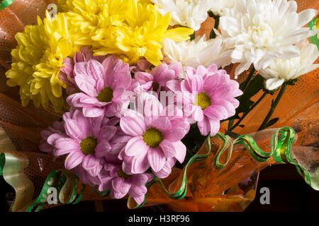 Schöner Blumenstrauß von der natürlichen Farbe der Chrysanthemen Nahaufnahme Stockfoto