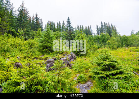 Wald in der Nähe von Voringsfossen Wasserfall in Hordaland, Norwegen Stockfoto