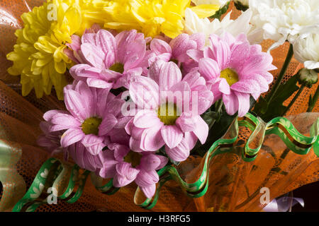 Schöner Blumenstrauß von der natürlichen Farbe der Chrysanthemen Nahaufnahme Stockfoto