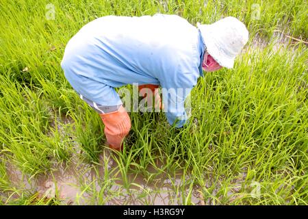 Thai Farmer Pflanzen Reis auf Reisfeld. Stockfoto