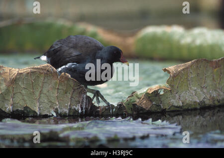 See, Teich Huhn, Gallinula Chlor Opus, Seerose verlässt, Tiere, Tier, Vögel, Vogel, Vögel des Krans, Gruiformes, Rallidaes, Rallidae, Wasser, Wasser Pflanzen, Deutschland, Wilhelma Zoo, Teich Stockfoto