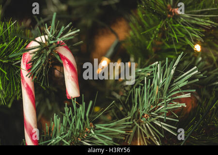 Nahaufnahme der Zuckerstange Weihnachtsbaum hängen Stockfoto