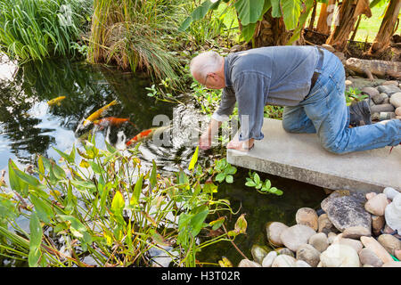 Hinterhof-Teich in Süddeutschland Besitzer seine Koi-Fische füttern Stockfoto