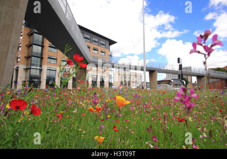 Eine schöne städtische Wildblumenwiese auf einem belebten Kreisverkehr im Stadtzentrum von Sheffield, England an einem feinen Sommertag Stockfoto