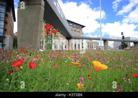 Eine schöne Städtische wildflower Meadow auf Park Square Kreisverkehr im Stadtzentrum von Sheffield, Nordengland an einem schönen Sommertag Stockfoto