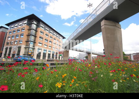 Eine schöne Städtische wildflower Meadow auf Park Square Kreisverkehr im Stadtzentrum von Sheffield, Nordengland an einem schönen Sommertag Stockfoto