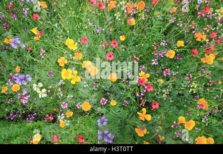 Eine schöne städtische Wildblumenwiese mit Mohn und Viscaria in einer englischen Stadtzentrum Umgebung an einem schönen Sommer-Tag Stockfoto