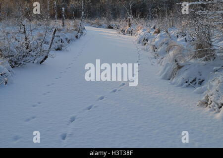Tierspuren im Schnee Decke Wald Fluss Stockfoto