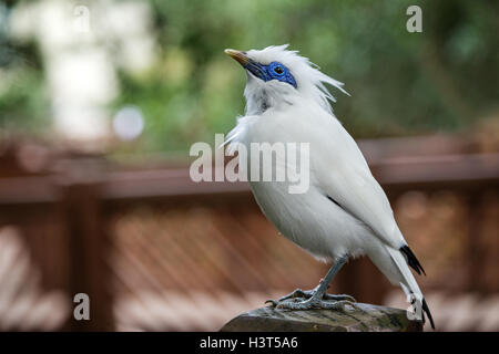 Nahaufnahme von Bali Myna (Leucopsar Rothschildi) Vogel (auch bekannt als Rothschilds Mynah, Balistar oder Bali Mynah) in Hongkong. Stockfoto