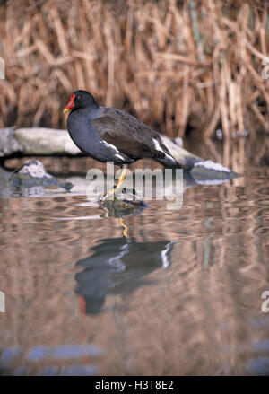 Teich-Huhn, Gallinula Chlor Opus Gewässer, Wasser, See, Fluss, Bach, Kran Vögel, Kranichvogel, Gruiformes, Rallidaes, Rallidae, Vögel, Vogel, Teich-Geflügel Stockfoto