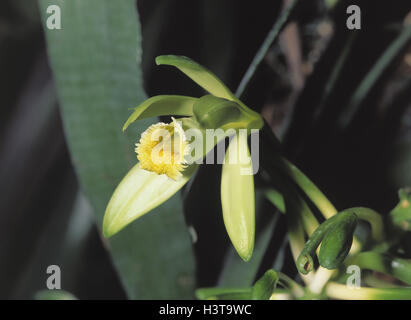 Echte Vanille, Vanilla Planifolia Pflanzen, Pflanzen, Orchideen, Orchideen, Orchidee Pflanze, Vanille, Vanille Blüte, Pflanze, Vanille, Gewürz Stockfoto