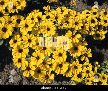 Blumen, solar Hut, Blüten, gelb, Natur, Vegetation, Pflanzen