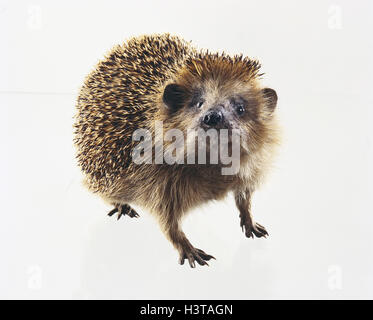 Erinaceus Europaeus Wildtiere, Wildtier, Säugetiere, Säugetier, Europäische Igel, Insektenfresser, Erinaceidae, Schädlingsbekämpfung Kammerjäger, nächtliche, Stiche, Studio, Ausschneiden Stockfoto