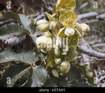 Korsische Nieswurz, Helleborus Lividus SSP. Corsicus, Nahaufnahme, Natur, Botanik, Flora, Pflanzen, Blumen, Waldblumen, Wildpflanzen, Crowfoot Pflanzen, Butterblume, Nieswurz, Hellébore de Corse, Helleborus Argutifolius, Helleborus, Blüten, Blüte, Yello Stockfoto