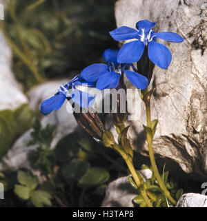 Bayerischer Enzian, Gentiana Bavarica, Natur, Botanik, Flora, Pflanzen, Blumen, Alpenblumen, Enzian Pflanzen, Enzian, Gentianaceae, Blüte, Blüte, blau, Zeitraum blühen von Juni bis September, Stockfoto