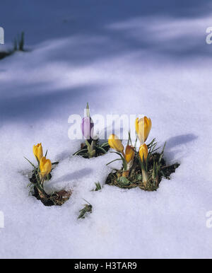 Krokusse, Crocus Albiflorus, gelb, lila, Schnee, Frühling Krokus, Frühling Krokusse, Blüten, Iris Pflanzen, Saison, Frühling, Frühlingsboten, Frühlingsblumen, Natur, Pflanzen, Alpenblumen, Blumen, Frühling erwachen, Symbol, Frühling Stockfoto