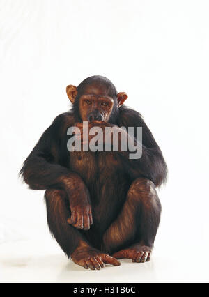 Schimpanse Pan paniscus Farbdruck von 1959 Affen Menschenaffen Zoologie