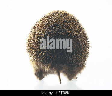 Europäische Igel Erinaceus Europaeus, Rückansicht Säugetiere, Säugetier, Wildtiere, Wildtier, Sting Igel, Erinaceidae, Insektenfressers, nachtaktiv, Studio, Ausschneiden Stockfoto