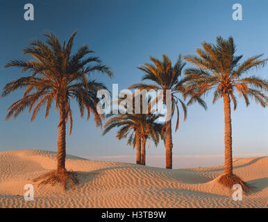 Sahara, Palmen, Abend Licht, Afrika, Nord, Afrika, Natur, Trockenheit, Hitze, Trockenheit, dund, Dünen, Sand Dünen, Wüste, Oase, Dattelpalmen, Vegetation, Pflanzen Stockfoto