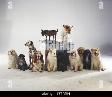 Hunde, Rasse, anders, Müll Tonnen Canidae, Haustiere, Hunde, Six, Gruppe, Rassehunde, Hybriden, Landstreicher, Herden, Straße Curs, Straßenhunde, ohne Herrn, Studio Stockfoto