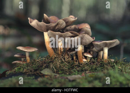 Schwefel, Kopf, Grünblättriger Sublateritium, toxischen Waldboden, Natur, Botanik, Vegetation, Pilz, Pilze, Rippe Pilz, Rippe Pilze, Agaric, Champignons, Grünblättriger, Ziegelrot Schwefel-Pilz, ungenießbar Stockfoto