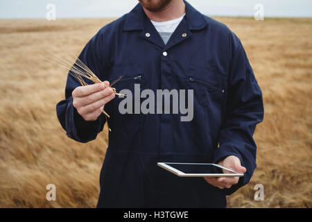 Landwirt Ähren mit digital-Tablette im Feld prüfen Stockfoto