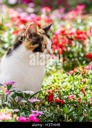 Katze beobachten gespannt in ziemlich bunten Blumenbeet Stockfoto