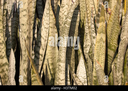 Ornamentalen Hintergrund Sansevieria Pflanze. Schlange-Zunge Stockfoto