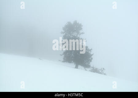 Fichte auf Schnee in dichten Nebel, Deutschland Stockfoto