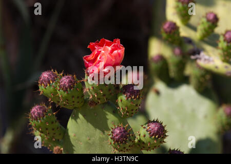 Wilde Büsche Kaktus Opuntia Ficus-Indica sabra Stockfoto