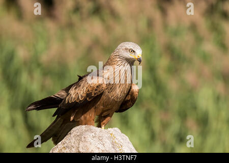 Closeup Portrait ein Schwarzmilan Milvus Migrans, Raubvogel, thront auf einem Felsen an einem sonnigen Tag Stockfoto