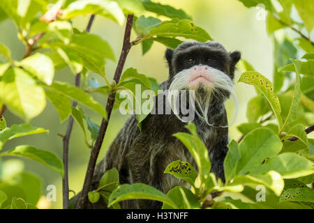 Closeup Portrait von einem Kaiser Tamarin Saguinus Imperator, Primaten in einem Baum an einem hellen, lebhaften und sonnigen Tag. Stockfoto