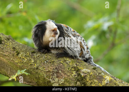 Closeup Portrait von ein Primat gescheckte Marmoset (Callithrix Geoffroyi) in einem Baum an einem hellen, lebhaften und sonnigen Tag. Stockfoto