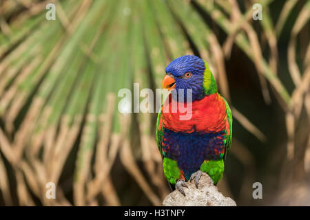 Nahaufnahme eines thront Regenbogen Lorikeet (Trichoglossus Moluccanus) oder Rainbow Papagei Papagei. Eine lebendige bunte Vogel in Australien heimisch Stockfoto