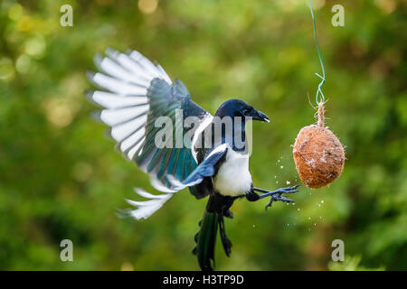 Eurasische Magpie (Pica pica) mit ausgestreckten Flügeln, die von einem Kokospaltenfutter in einem Garten in Surrey gefüttert werden, Frühherbst, Großbritannien (Einheimischer) Stockfoto