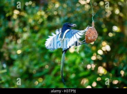 Eurasische Magpie (Pica pica) mit ausgestreckten Flügeln, die von einem Kokospaltenfutter in einem Garten in Surrey gefüttert werden, Frühherbst, Großbritannien (Einheimischer) Stockfoto