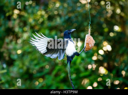 Eurasische Magpie (Pica pica) mit ausgestreckten Flügeln, die von einem Kokospaltenfutter in einem Garten in Surrey gefüttert werden, Frühherbst, Großbritannien (Einheimischer) Stockfoto