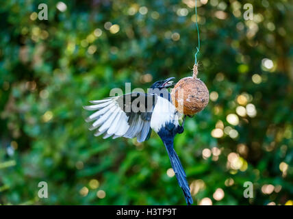 Eurasische Magpie (Pica pica) mit ausgestreckten Flügeln, die von einem Kokospaltenfutter in einem Garten in Surrey gefüttert werden, Frühherbst, Großbritannien (Einheimischer) Stockfoto