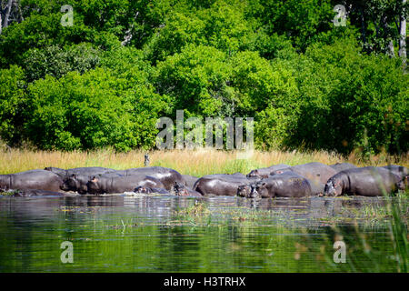 Flusspferde (Hippopotamus Amphibius) zusammen in das Wasser, Hippo Pool Khwai River in der Nähe von Mababe Dorf, Botswana Stockfoto