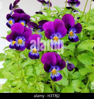 Gehörnte Veilchen (Viola Cornuta) Stockfoto