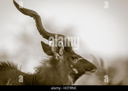 Große Kudu (Tragelaphus Strepsiceros), Timbavati Game Reserve, Südafrika Stockfoto