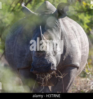 Breitmaulnashorn (Ceratotherium Simum) Essen Grass, Manyeleti Game Reserve, Südafrika Stockfoto