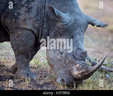 Breitmaulnashorn (Ceratotherium Simum) Essen Grass, Timbavati Game Reserve, Südafrika Stockfoto