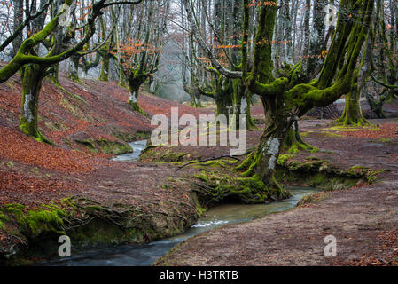 Gorbea Natural Park, Parque natural de Gorbea, Gorbeia, Provinz Baskenland, Provinz Bizkaia, Spanien Stockfoto