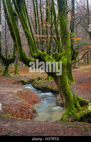 Gorbea Natural Park, Parque natural de Gorbea, Gorbeia, Bizkaia Provinz, Baskenland, Spanien Stockfoto