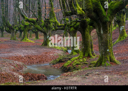 Gorbea Natural Park, Parque natural de Gorbea, Gorbeia, Provinz Baskenland, Provinz Bizkaia, Spanien Stockfoto