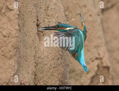 Eisvogel (Alcedo Atthis) mit Fisch nähert sich Nest, Hessen, Deutschland Stockfoto