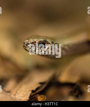 Männliche westliche Blindworm (geschiedenen Fragilis) zwischen braunen Blätter auf dem Waldboden, Insel Usedom, Mecklenburg-Vorpommern Stockfoto