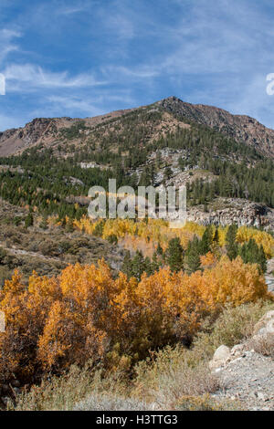 Farben des Herbstes auf der Ostseite der Sierras, Tioga Pass in der Nähe von Lee Vining und Mono Lake in Kalifornien hinauf. Stockfoto